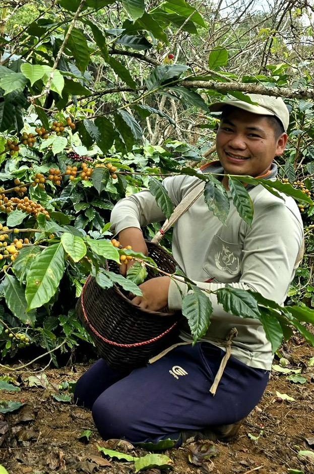 コーヒーチェリーを収穫するタイ北部の生産者